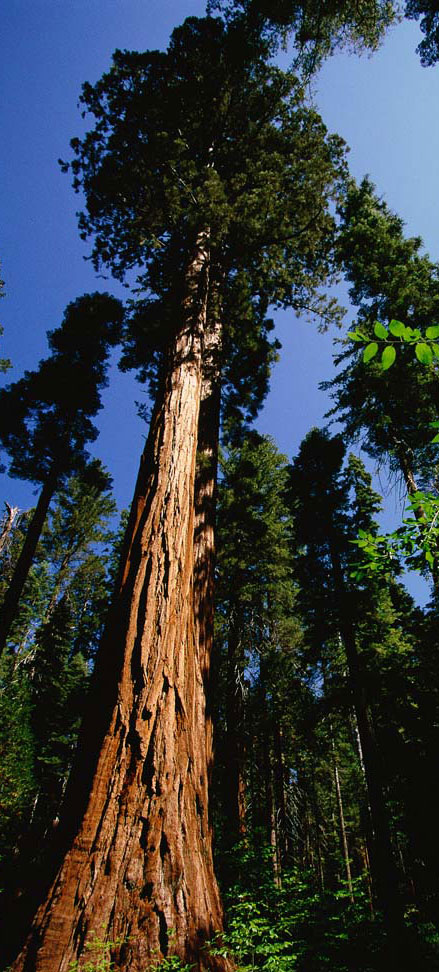 Redwood-Tree.jpg