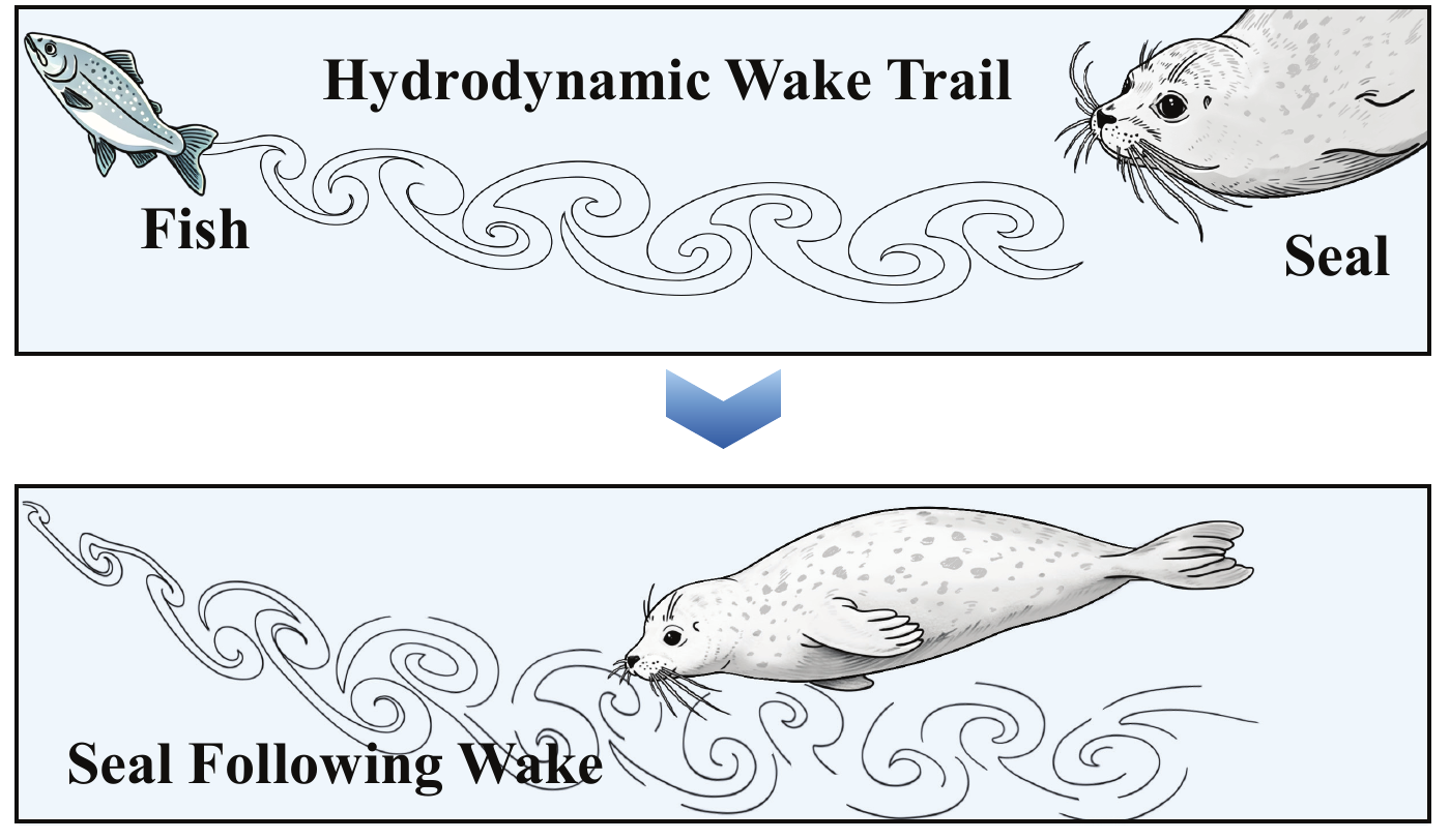 Illustration of a fish leaving a hydrodynamic wake trail that a seal follows with its whiskers.
