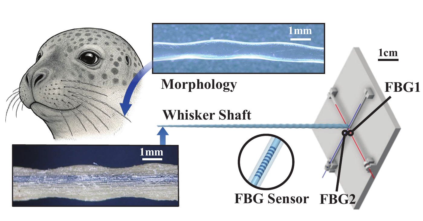 Comparison of a harbor seal whisker profile and a biomimetic wavy FBG whisker profile.